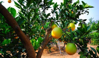脐橙树怎么养 脐橙树怎么种植成活率高