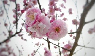 粉桃在花的时候是什么季节（粉桃怎么种）