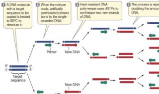 pcr引物是什么（pcr引物是什么RNA）