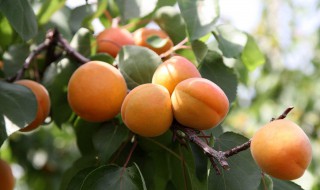 杏子结果的时候是什么季节 杏子是什么时候结出来的?