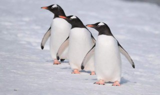企鹅怎么孵化小企鹅 企鹅怎么孵化小企鹅的