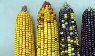 玉米为什么要异花传粉 玉米异花传粉时需去雄吗?
