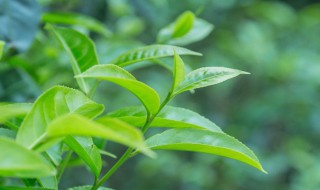 茶树适合种在什么地区 茶树适合种在什么地区呢