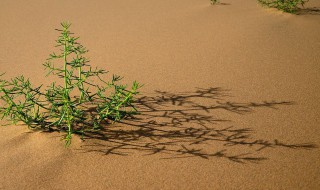 沙漠地适合种什么风景树（沙漠地适合种什么植物）