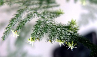 背阴阳台种什么植物好 背阴的阳台可以种菜吗