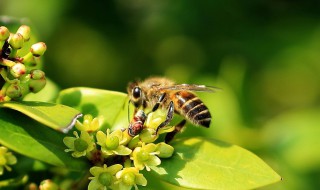 蜜蜂是怎么分工的? 蜜蜂是怎么分工的简单明确