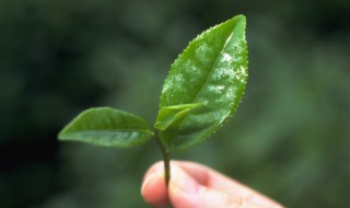 哪个季节的茶叶不打药 几月份茶叶不打药