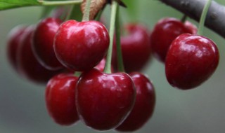 樱桃的好处 樱桃的好处和营养价值