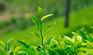 绿茶和玫瑰的功效与作用 绿茶和玫瑰的功效与作用是什么