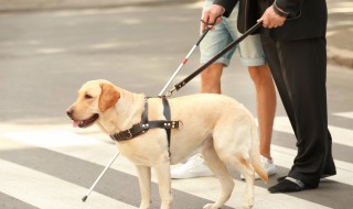 导盲犬是什么犬类 导盲犬是什么犬类的
