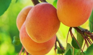 油桃子是什么季节的水果（油桃是什么季节的水果?）