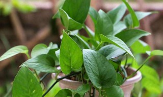 南方这个季节适合种什么花（南方这个季节适合种什么花呢）