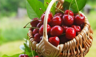 樱桃的营养价值与食用功效（车厘子和樱桃的营养价值与食用功效）