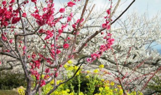 梅花根种植方法 梅花根种植方法和技术