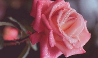 粉色玫瑰花可以放在水中养吗（粉色玫瑰花可以放在水中养吗视频）