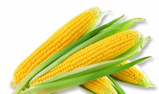 玉米的卡路里是多少 一棒玉米的卡路里是多少