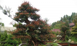 下山桩怎样多出须根妙招（下山桩怎样多出须根妙招）