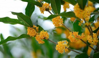 桂花树的花有什么功效与作用（桂花树作用与功效与作用）