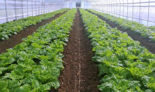 夏天能够使用大棚种植蔬菜吗 夏天大棚适合种什么蔬菜