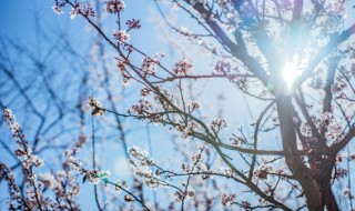 赞美梅花的诗句（赞美梅花的诗句五言）