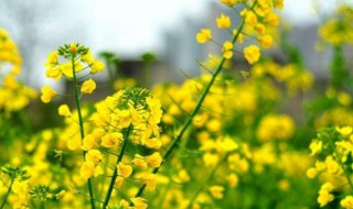 油菜花花语 油菜花花语是什么