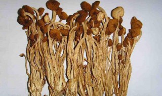 干茶树菇怎么煮才会烂 干茶树菇怎么煮才会烂的快