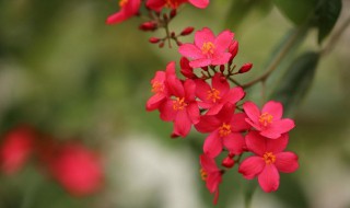 珊瑚花为什么打蔫了（珊瑚花叶子发黄是什么原因）