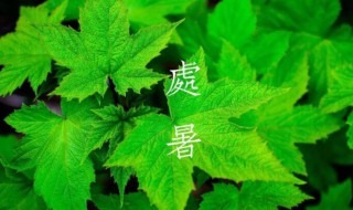 处暑是伏天最后一天吗2021 处暑介绍