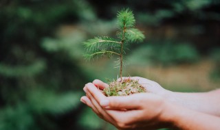 关于植树节的文字 关于植树节的文字内容英语