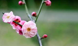 梅花代表什么生肖（梅花代表什么生肖动物）