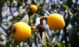 山东枇杷种植方法 山东枇杷种植基地