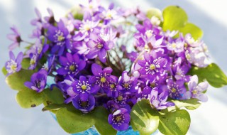 日系插花技巧 日系插花技巧图解