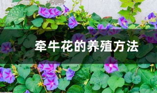 牵牛花的养殖方法有哪些（牵牛花的养殖方法有哪些呢）