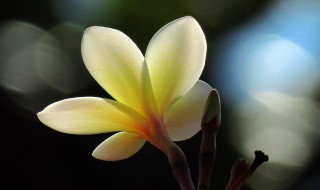 养鸡蛋花的技巧（养鸡蛋花的技巧和方法）