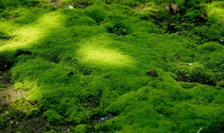 绿苔藓怎么去除（桶装水里的绿苔藓怎么去除）