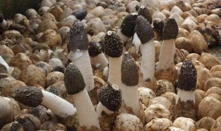 贵州大方冬荪的种植方法 大方县冬荪种植户在哭泣