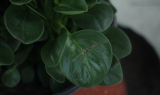 豆瓣绿植养护方法 豆瓣绿植养护方法是什么