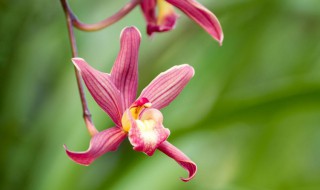 花中君子指的什么花 花中君子指的什么花?