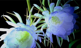 昙花有毒吗（昙花有毒吗有几种颜色）