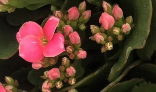 长寿花春天浇水的正确方法（长寿花春天浇水的正确方法视频）