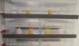 鸡笼育雏方法 鸡育雏笼安装方法