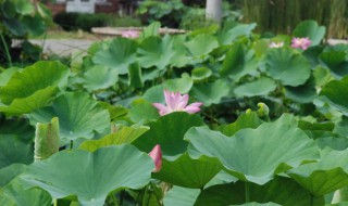 池塘种藕正确方法（池塘种藕正确方法视频）