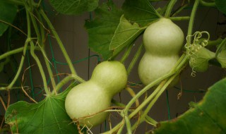 温室葫芦种植时间和方法（葫芦种植湿度）