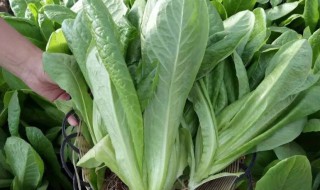 芝麻菜的功效与禁忌（芝麻菜又叫什么菜）