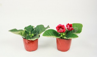 大岩桐的繁殖方法（大岩桐的繁殖方法,枝插）