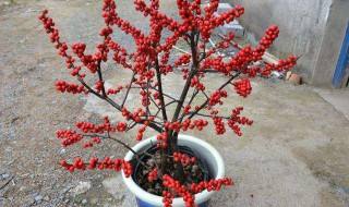 北美冬青的繁殖方法（北美冬青的繁殖方法和过程）