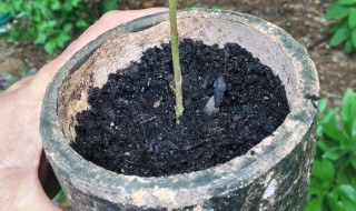 强力生根粉使用方法(强力生根粉使用方法视频)