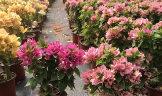 重瓣三角梅的繁殖方法 三角梅花的繁殖方法