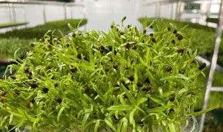 水培芽苗菜种植方法 100平方芽苗菜利润