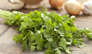 水培香菜种植方法（水培香菜的种植技术和视频）